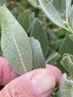 Image of Gray-Leaf Sierran Willow