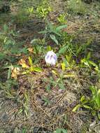 Plancia ëd Clitoria fragrans Small