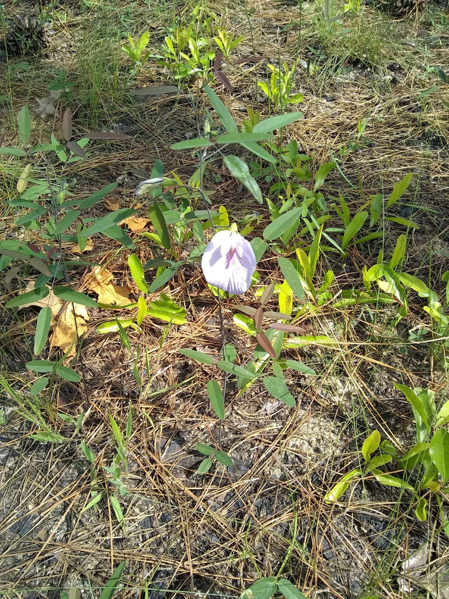 Plancia ëd Clitoria fragrans Small