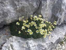 Imagem de Saxifraga squarrosa Sieber