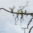 Image of Antelope orchid