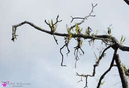 Image of Antelope orchid