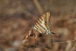 Слика од Graphium nomius (Esper 1798)