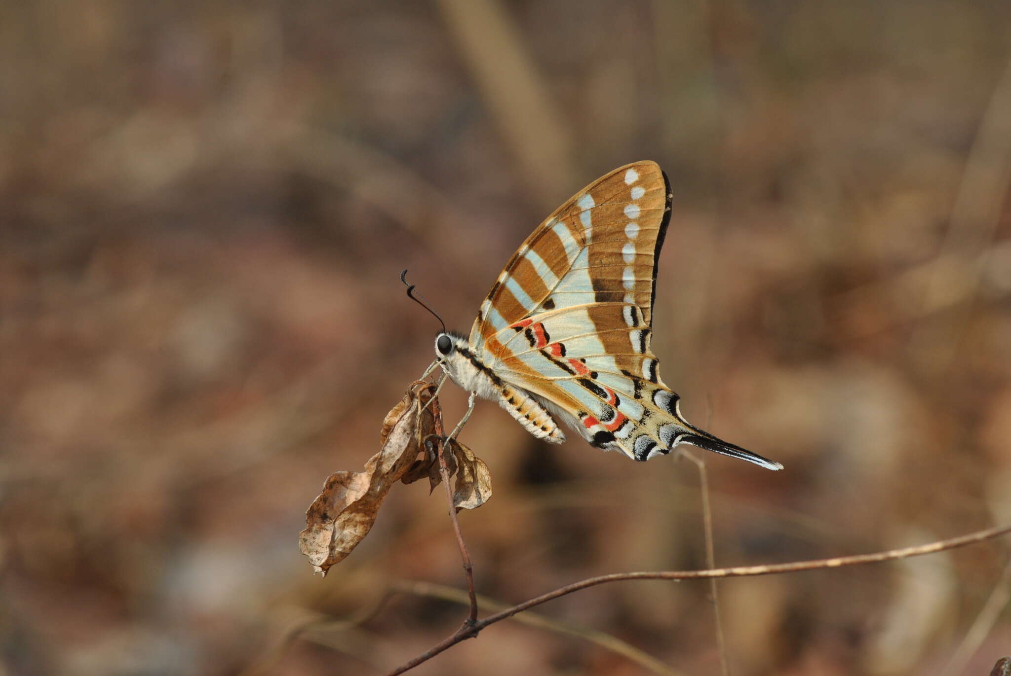 Слика од Graphium nomius (Esper 1798)