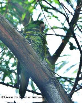 Image of Green Parakeet