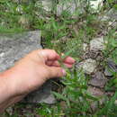 Panicum malacophyllum Nash resmi