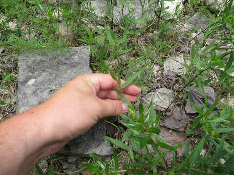 Plancia ëd Panicum malacophyllum Nash