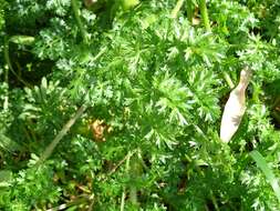 Image of Thapsia foetida L.