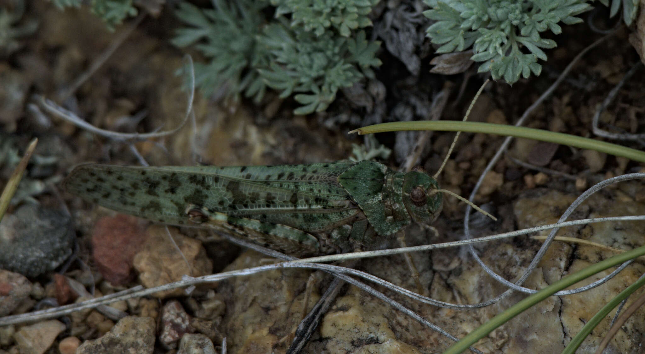 Angaracris barabensis (Pallas 1773) resmi