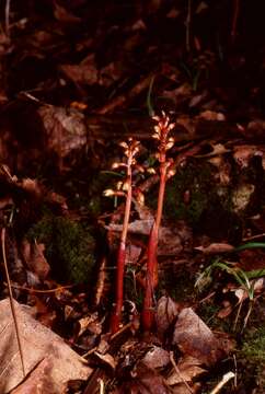 Image of Bentley's coralroot