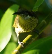 Image of Varied Honeyeater