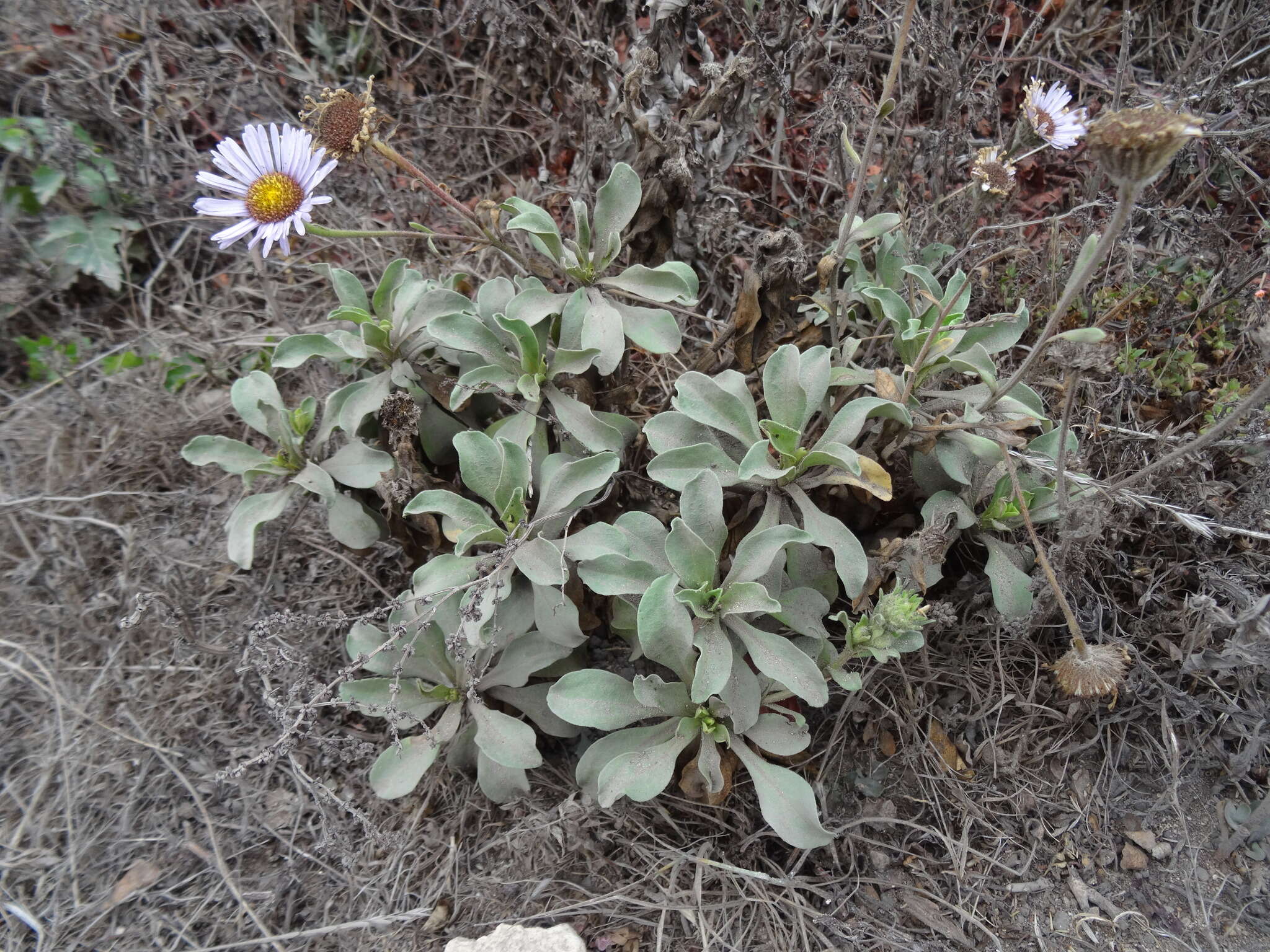 Image of seaside fleabane