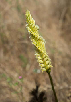 Image of Western Ladies'-Tresses