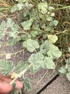 Image of small-leaf globemallow