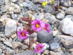 Image of annual redspot monkeyflower