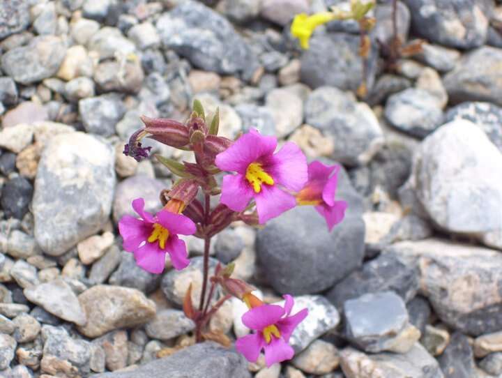 Image of annual redspot monkeyflower