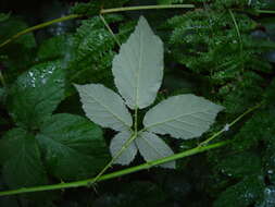 Image of Rubus armipotens Barton ex A. Newton