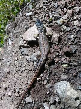 Image of Günther's Whorltail Iguana