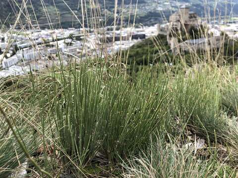 Image of Ephedra distachya subsp. helvetica (C. A. Mey.) Asch. & Graebn.