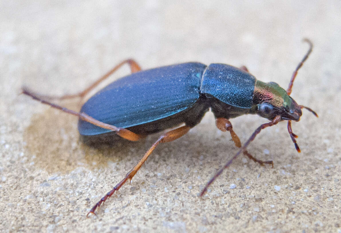 Image of Chlaenius (Trichochlaenius) aeneocephalus Dejean 1826