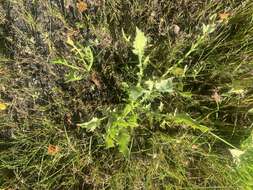 Image de Eryngium aristulatum subsp. parishii (Coulter & Rose) R. M. Beauchamp