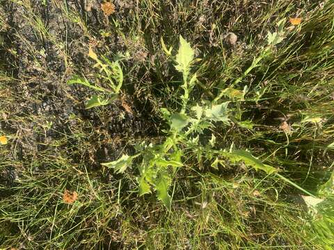 Eryngium aristulatum subsp. parishii (Coulter & Rose) R. M. Beauchamp resmi