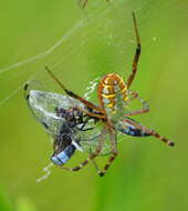 Image of Argiope catenulata (Doleschall 1859)