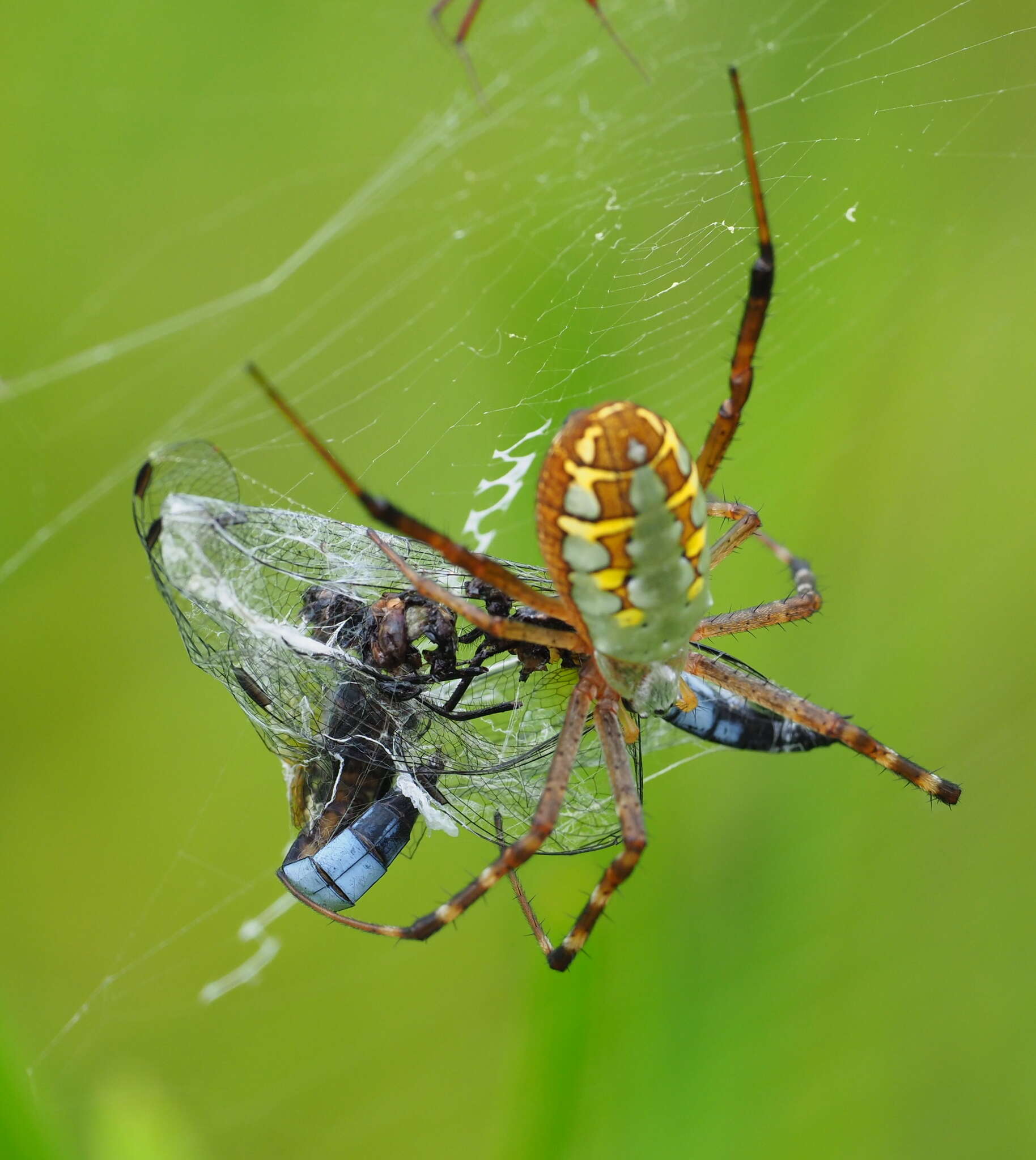 Image of Argiope catenulata (Doleschall 1859)