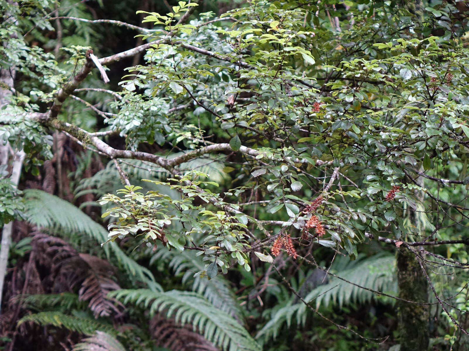 Sivun Pterophylla sylvicola (Sol. ex A. Cunn.) Pillon & H. C. Hopkins kuva