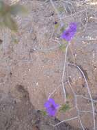 صورة Ruellia californica (Rose) I. M. Johnston