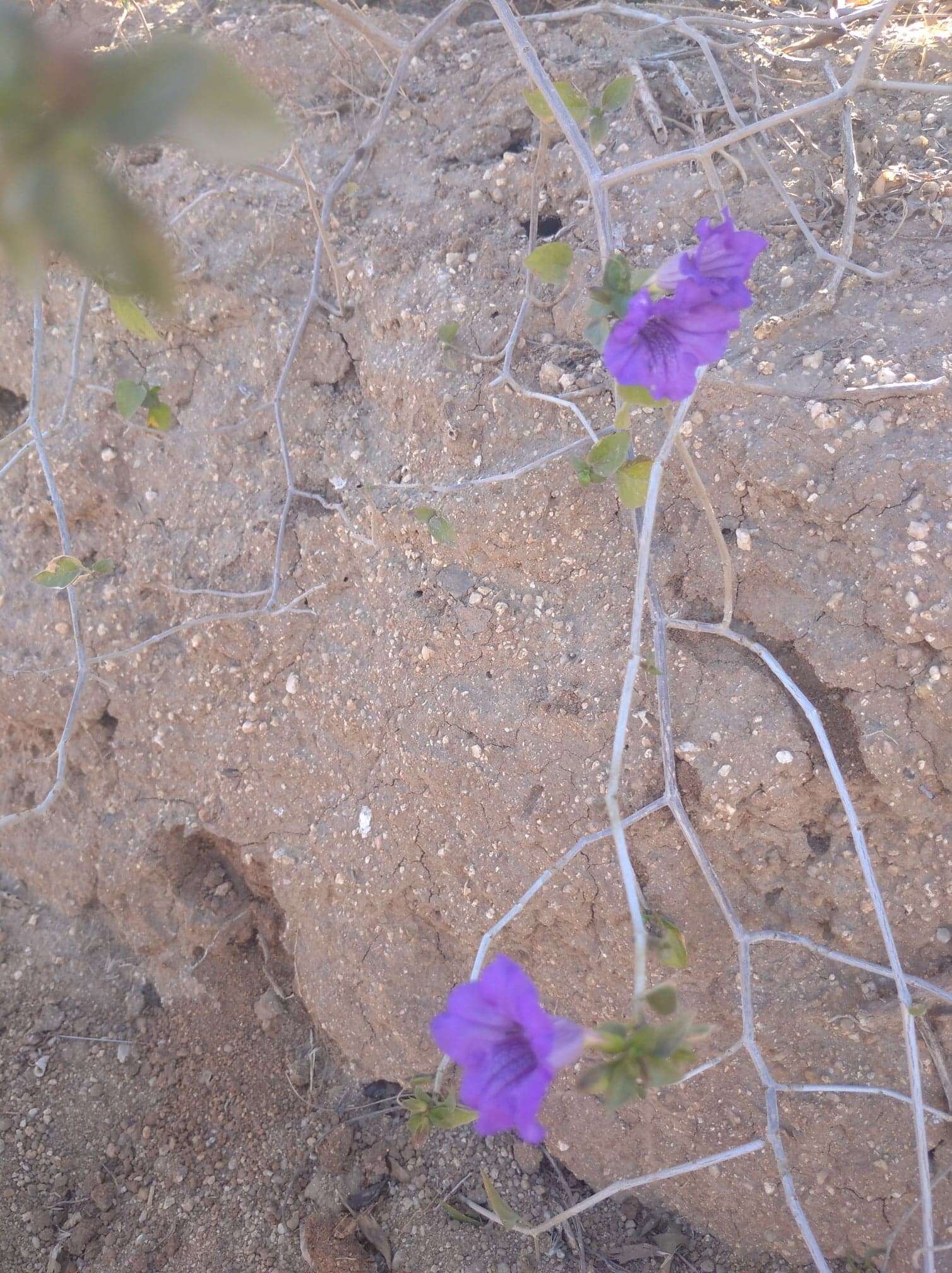 صورة Ruellia californica (Rose) I. M. Johnston