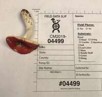 Image of Russula henningsii Sacc. & P. Syd. 1902