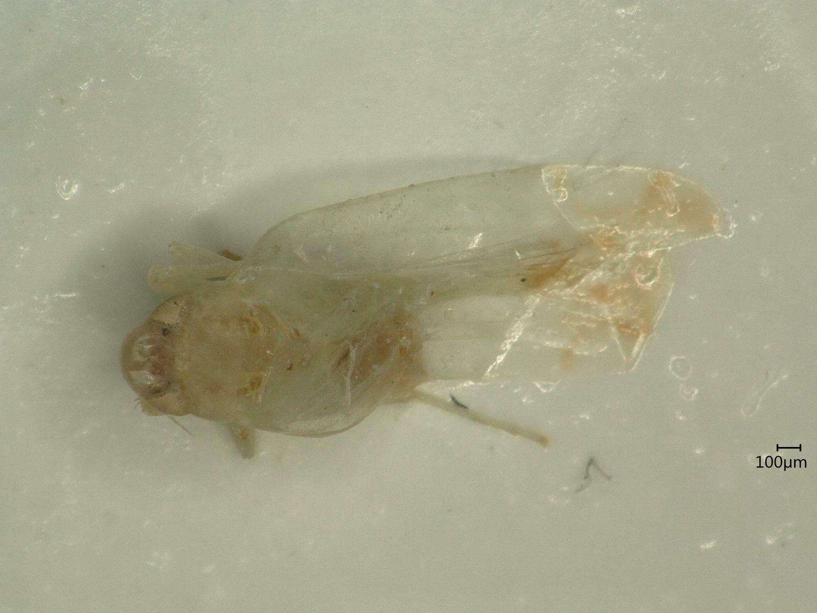 Image of Leafhopper