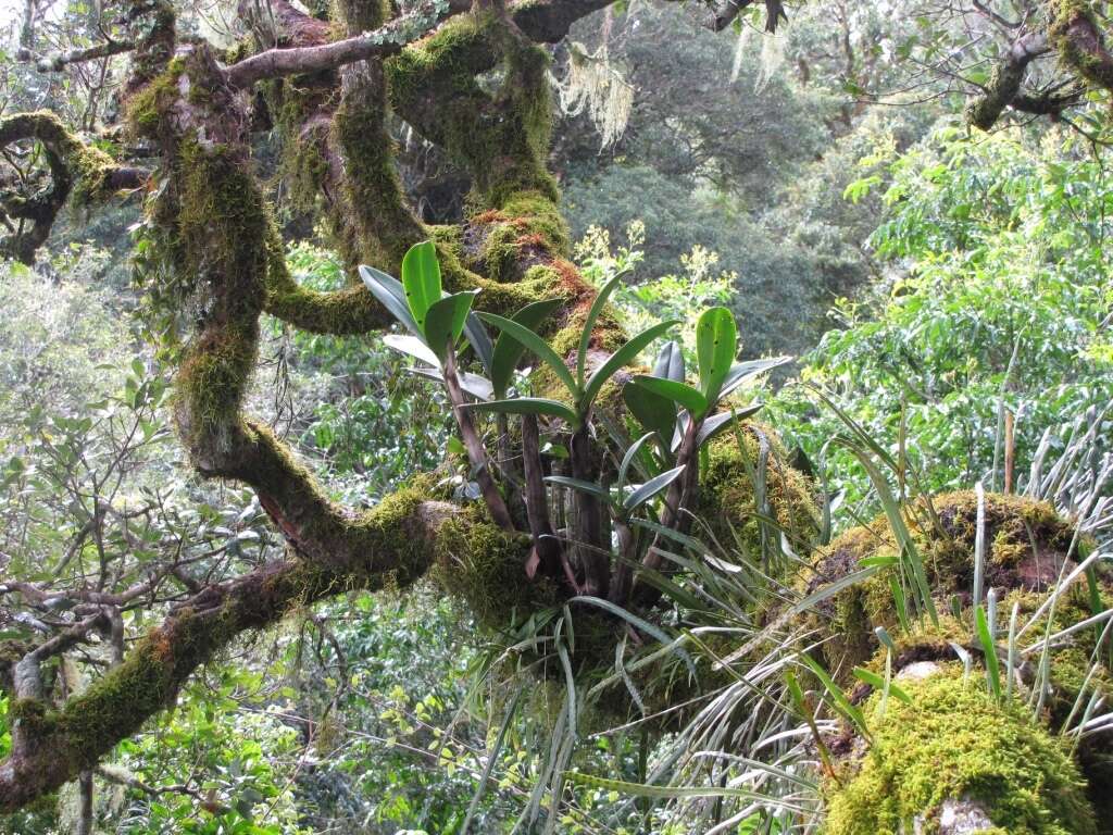 Image of Dendrobium speciosum var. hillii Mast.