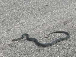 Image of Eastern Montpellier Snake