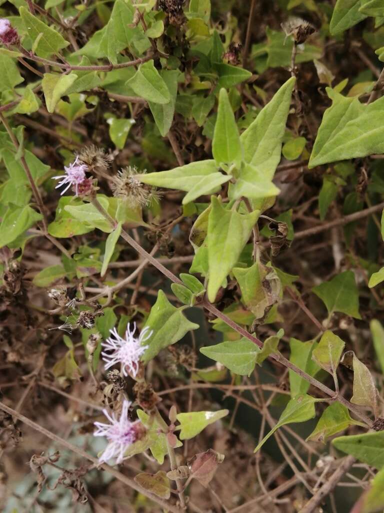 Image of Chromolaena sagittata (A. Gray) R. King & H. Rob.