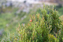 Imagem de Diospyros glabra (L.) De Winter