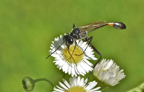 Image de Ammophila procera Dahlbom 1843