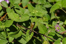 Image of Sceliphrini Ashmead 1899