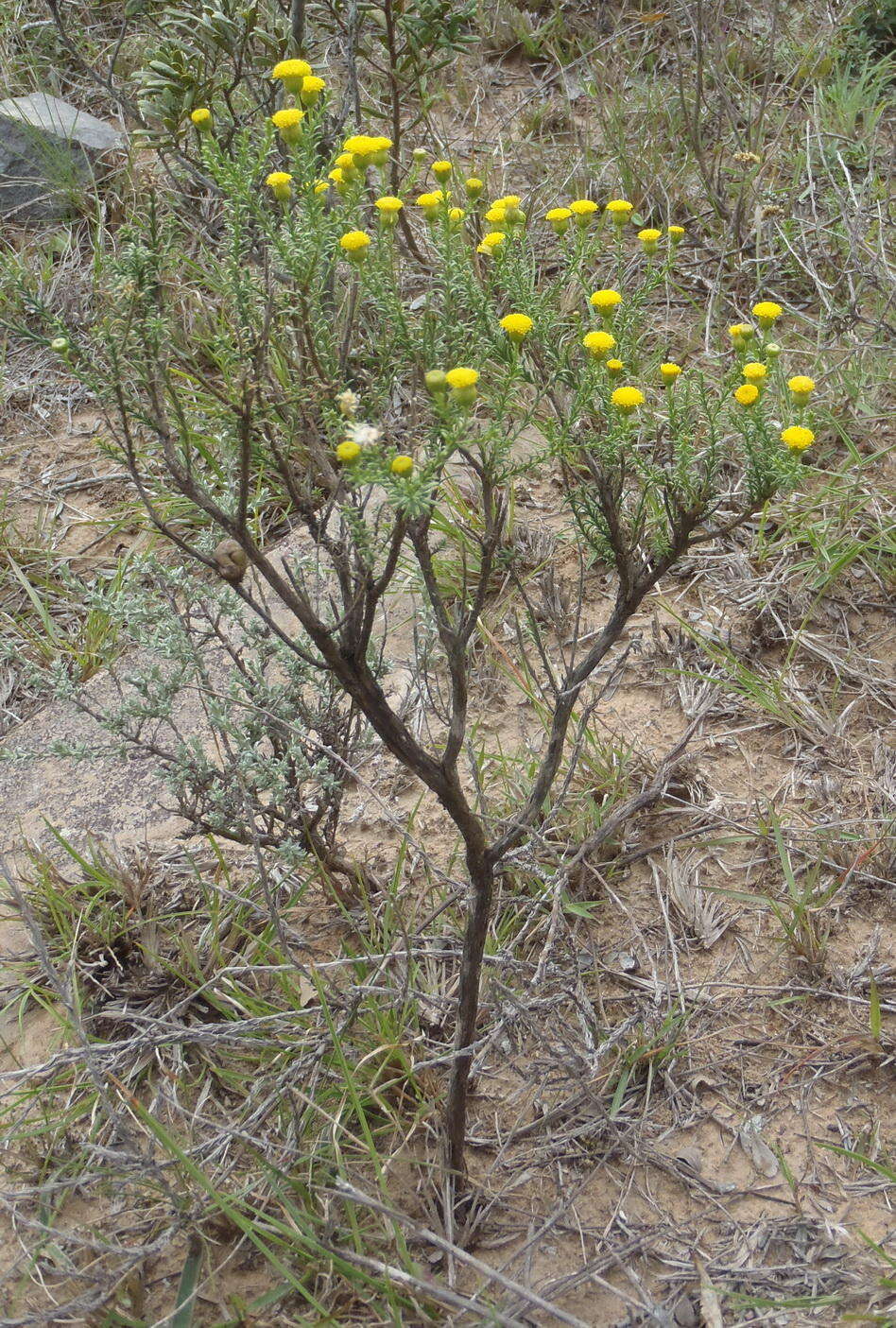 Слика од Chrysocoma ciliata L.