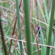 Image of Paracatua decastroi Beltrán, Vargas-R. & Freytag 2012