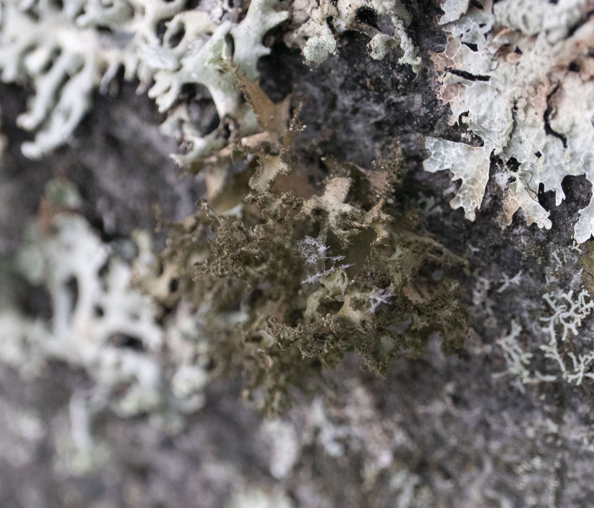 Image of Silver-lined Wrinkle Lichen