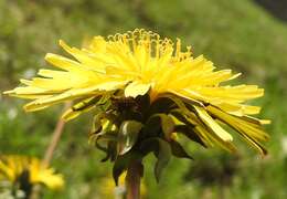 Image of Coenypha ditissima