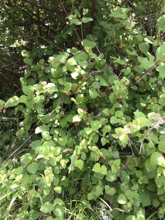 Image of Pisoniella arborescens (Lag. & Rodr.) Standl.