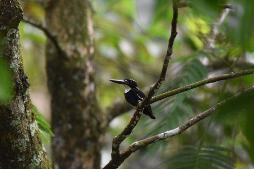 Image of Southern Silvery Kingfisher