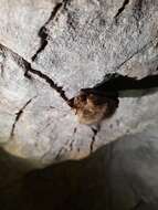 Image of Ognev’s Long-eared Bat