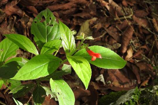 Imagem de Salvia pansamalensis Donn. Sm.