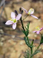 Image of Heliophila digitata L. fil.