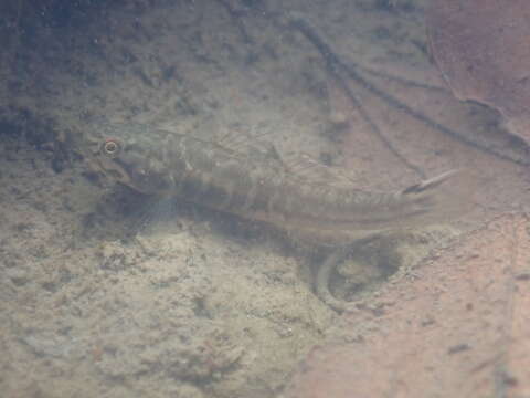 Image of Mugilogobius abei (Jordan & Snyder 1901)