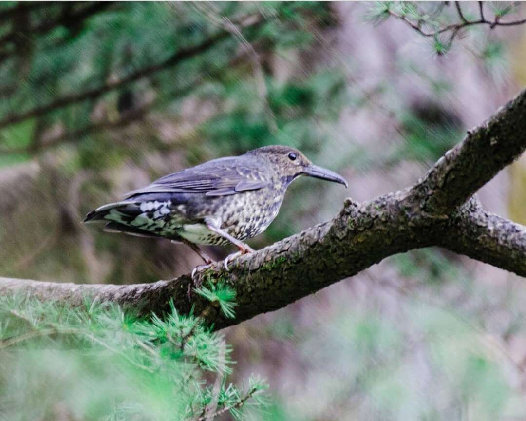 Image of Long-billed Thrush